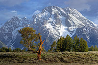 Old Patriarch and Mt. Moran