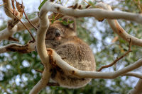 Juvenile Koala