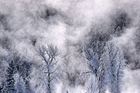 Winter Mist