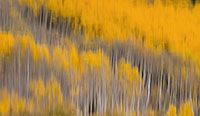 Aspen Reflections