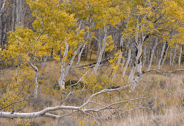 Date: October 7, 2007  Location: Medicine Bow National Forest near Vedauwoo