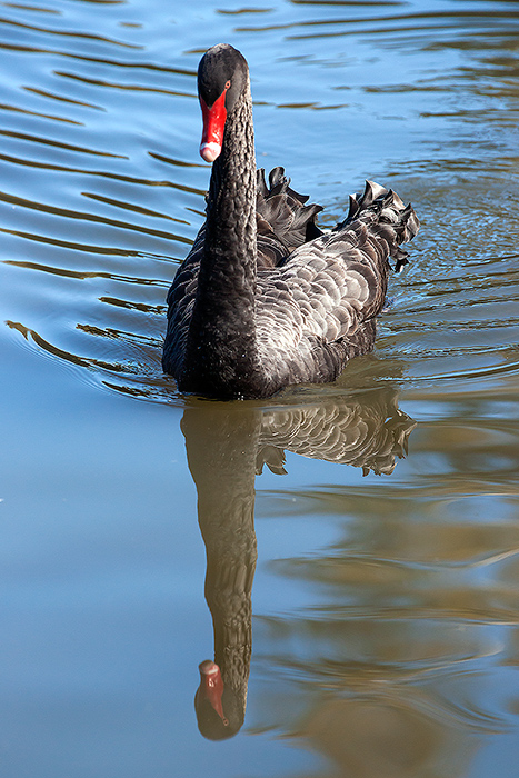Black Swan2