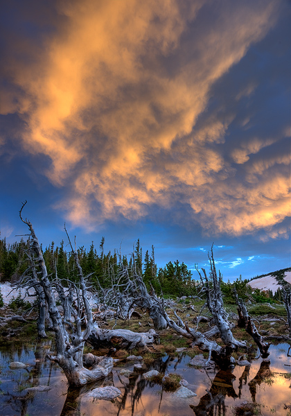 Dead trees and sunset storm clouds II