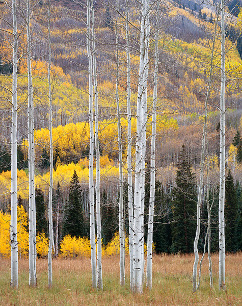 Aspen trees are one of my favorite subjects to photograph. Their trunks seem to glow in overcast light. Autumn aspen leaves turn...