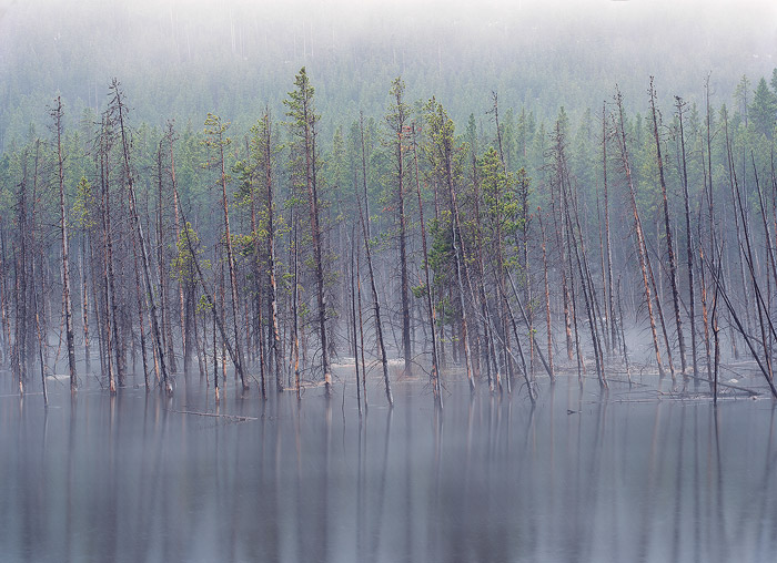 A Memorial Day snowstorm dusts trees surviving in a seasonal snowmelt lake.    Field Notes:  Ebony 45S camera, Fujinon 240 A...