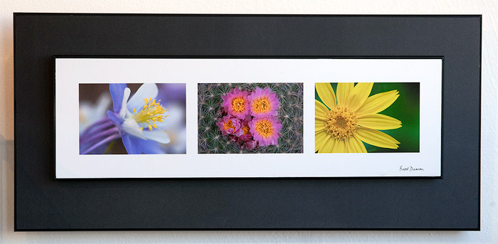 This beautiful and affordable collage features three of my favorite wildflower photographs from Vedauwoo and the Snowy Range....