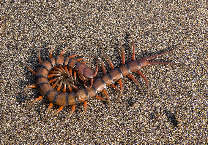 This centipede was nearly a foot long and supposedly packs a bite painful enough to "make you wish you were dead" according to...
