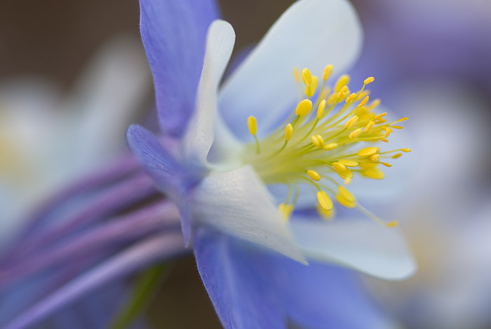 A close-up image of one of the hundreds of columbines along the Lakes Trail of the Snowy Range in late July.      Field Notes...