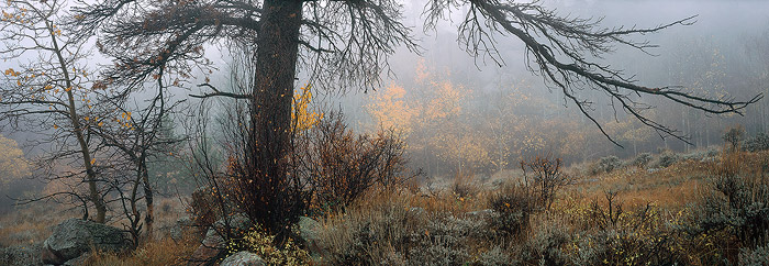 A late autumn fog shrouds an aspen stand in fading fall color on the rugged hills near Vedauwoo. This image is by far my best...